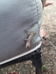 Sceloporus occidentalis