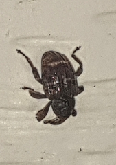 Conotrachelus posticatus