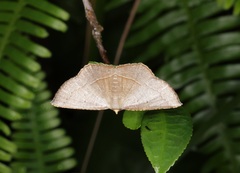 Plesiomorpha flaviceps