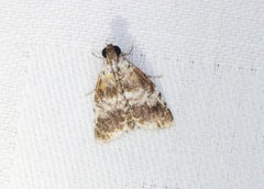Salma ridiculalis