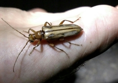 Ortholeptura valida