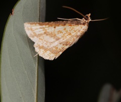 Synegia eumeleata