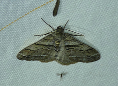 Prionomelia spododea