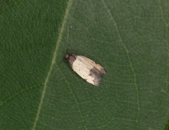 Tyrolimnas anthraconesa