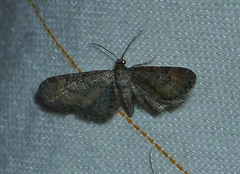 Eupithecia coloradensis
