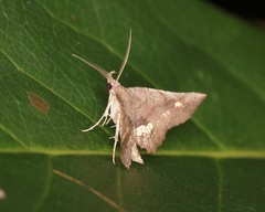 Throana pectinifer