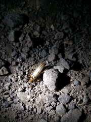 Ortholeptura valida