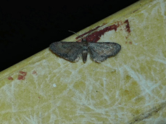 Eupithecia coloradensis