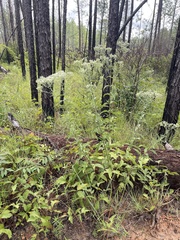 Eupatorium sullivaniae