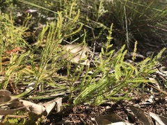 Selaginella uliginosa