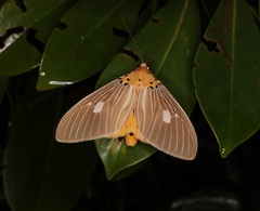 Asota plaginota