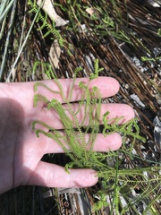 Selaginella uliginosa