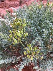 Lomatium parryi