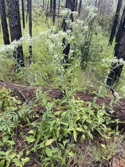 Eupatorium sullivaniae