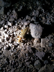Ortholeptura valida