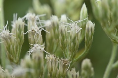 Eupatorium sullivaniae