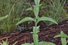 Eupatorium sullivaniae