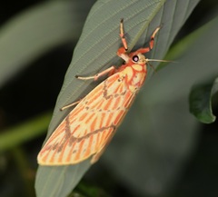 Barsine striata