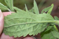 Eupatorium sullivaniae