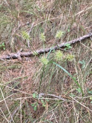 Cyperus hystricinus