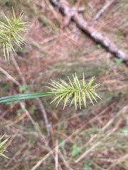 Cyperus hystricinus
