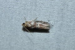 Sciota rubrisparsella