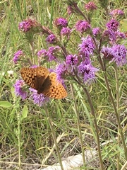 Speyeria cybele pseudocarpenteri