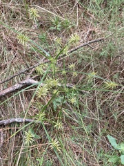 Cyperus hystricinus