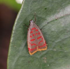 Dichomeris sandycitis