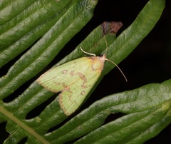 Doloessa viridis
