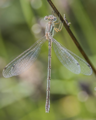 Lestes unguiculatus