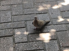 Streptopelia senegalensis