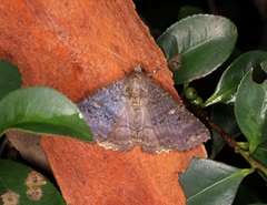 Hypersypnoides submarginata