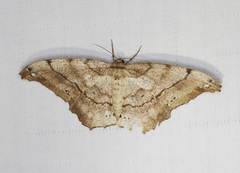 Hyposidra infixaria