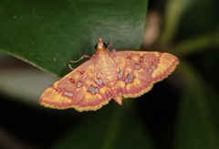 Ischnurges gratiosalis