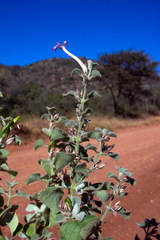 Barleria heterotricha