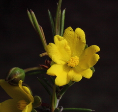 Hibbertia pungens