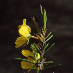 Hibbertia pungens