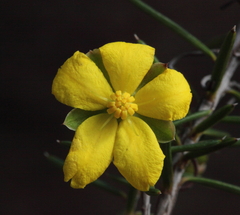 Hibbertia pungens