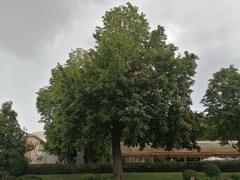 Aesculus hippocastanum