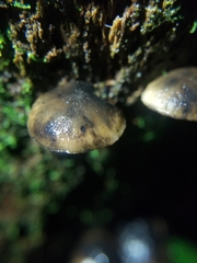 Hydropus nigrita