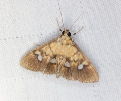 Nosophora semitritalis