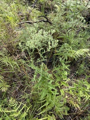 Eupatorium sullivaniae