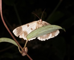 Ophthalmitis herbidaria