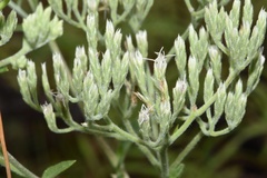 Eupatorium sullivaniae