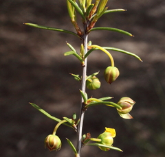 Hibbertia pungens