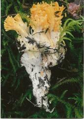 Ramaria flavigelatinosa