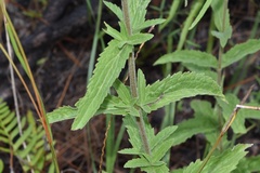 Eupatorium sullivaniae