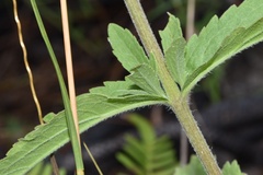 Eupatorium sullivaniae