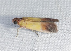 Piesmopoda semilutea
